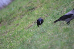 Corvus frugilegus