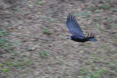 Corvus frugilegus