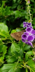 Cymaenes odilia