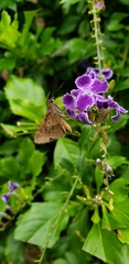 Cymaenes odilia
