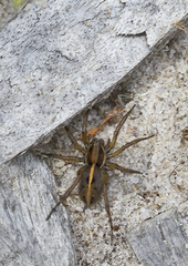 Artoriopsis expolita