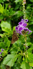 Cymaenes odilia