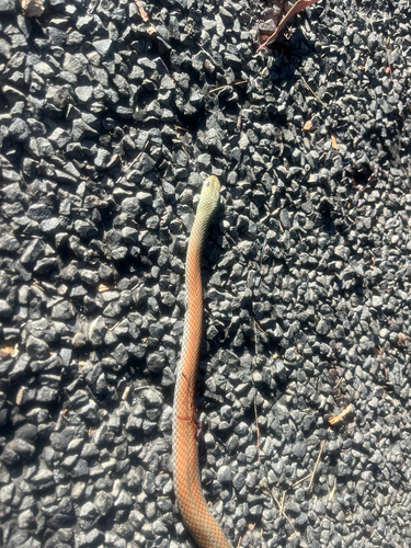 Yellow-faced Whipsnake sighting