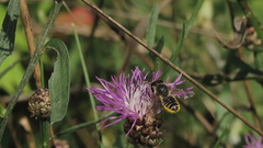 Megachile