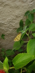 Polites vibex