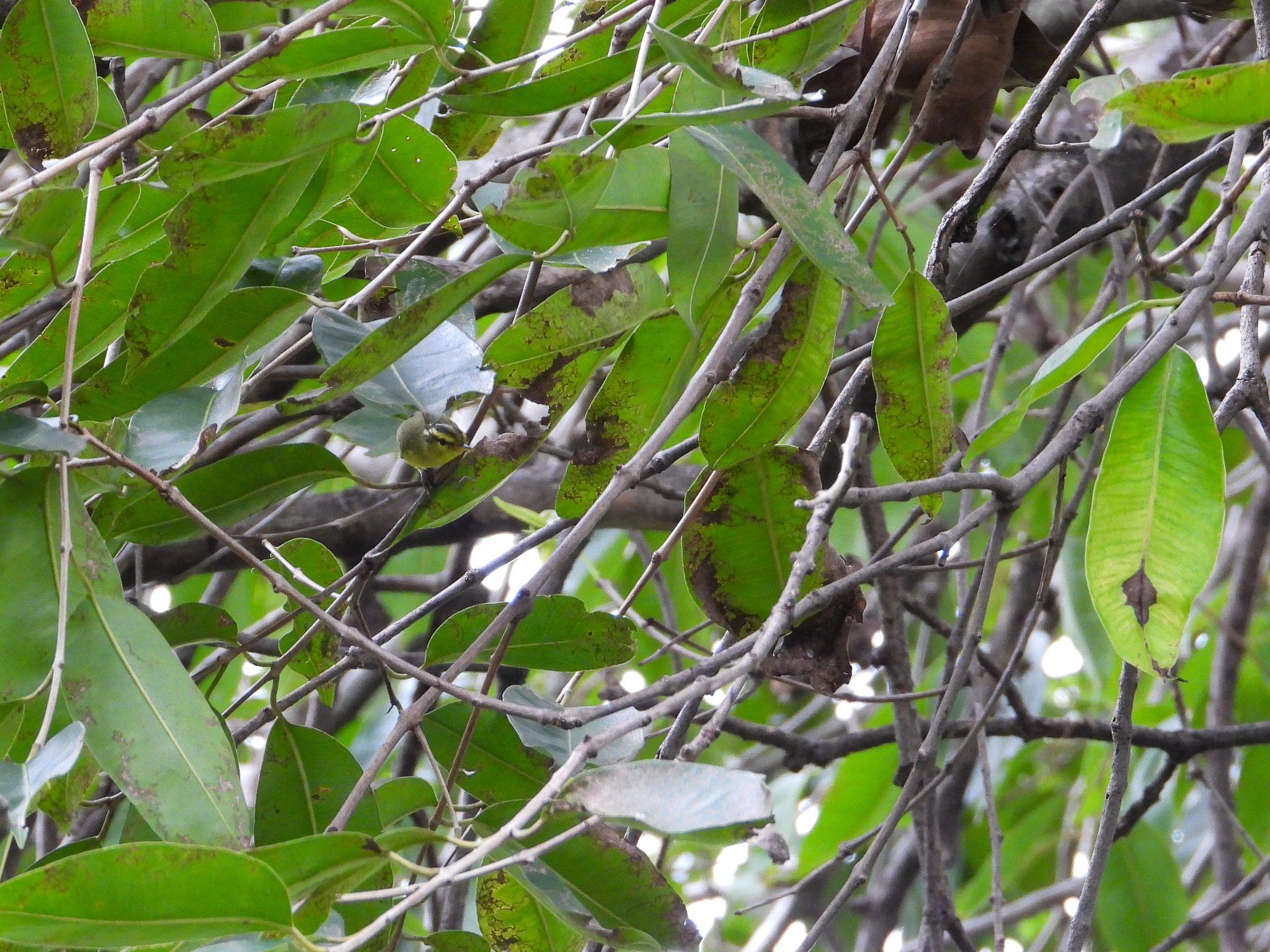 Sulphur-breasted Warbler (Phylloscopus ricketti), photo 5