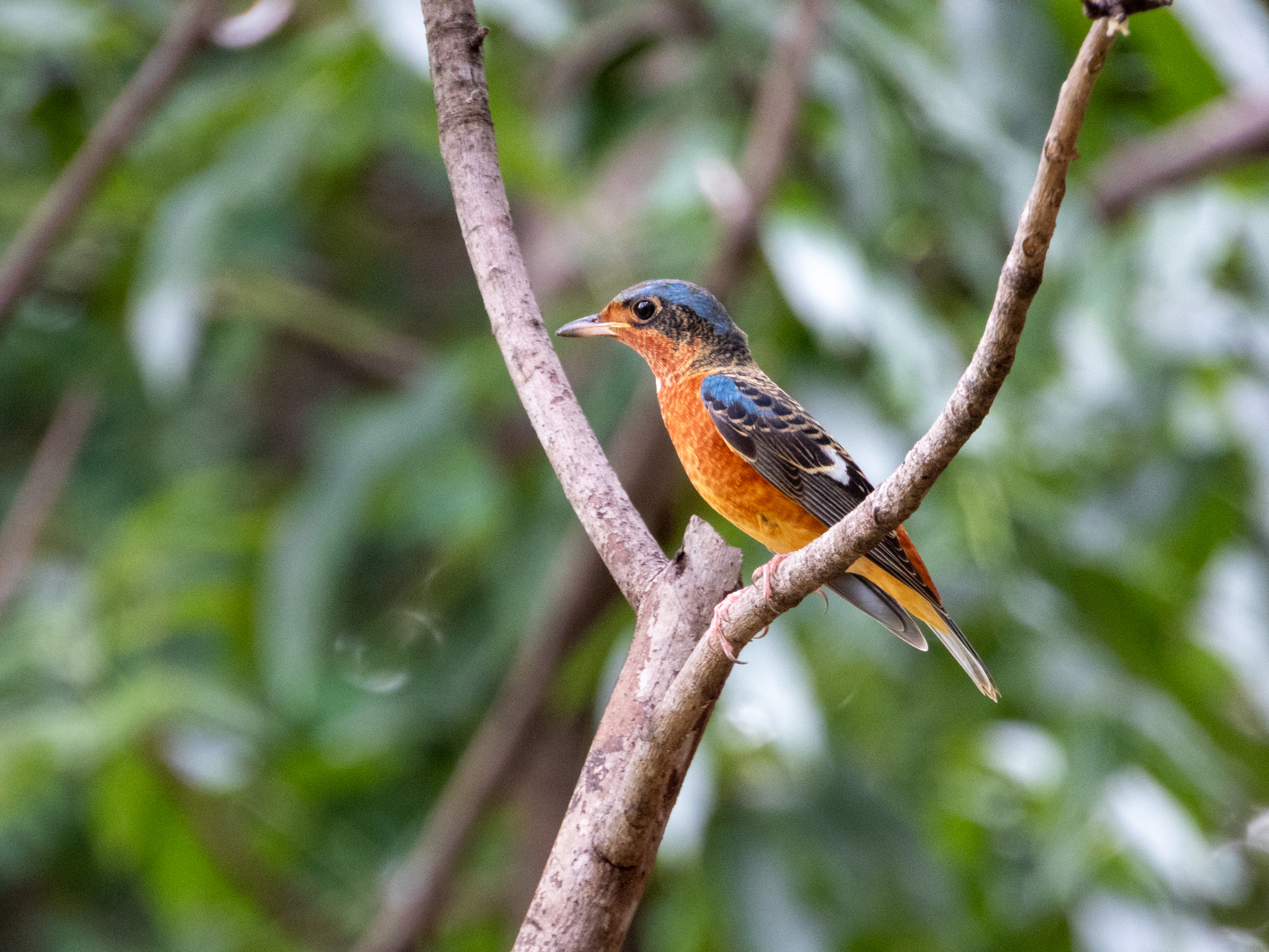 White-throated Rock Thrush (Monticola gularis), photo 5