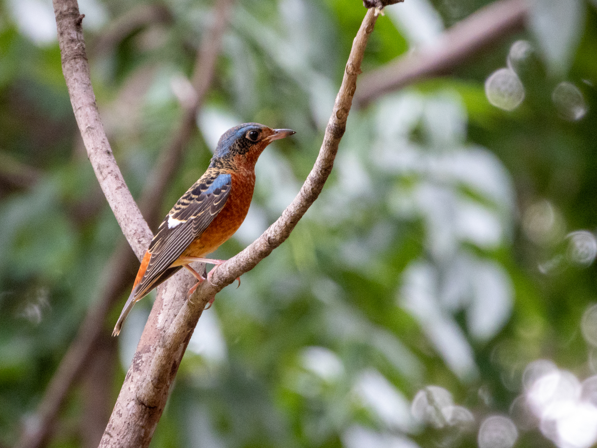 White-throated Rock Thrush (Monticola gularis), photo 7
