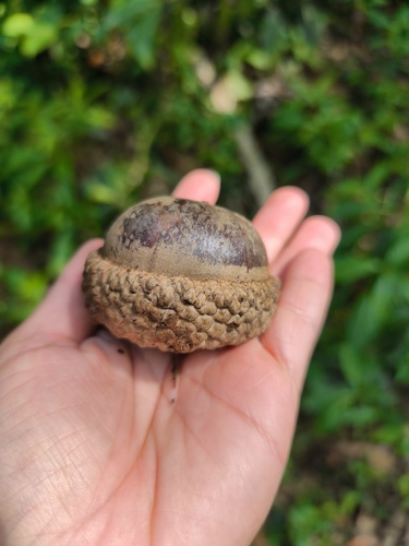 Quercus skinneri