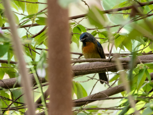 Chinese Blue Flycatcher (Cyornis glaucicomans), photo 3