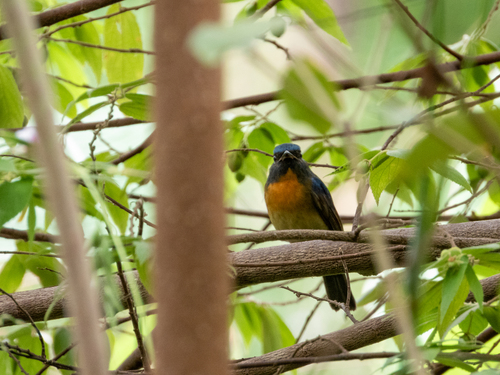 Chinese Blue Flycatcher (Cyornis glaucicomans), photo 4