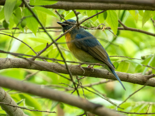 Chinese Blue Flycatcher (Cyornis glaucicomans), photo 9