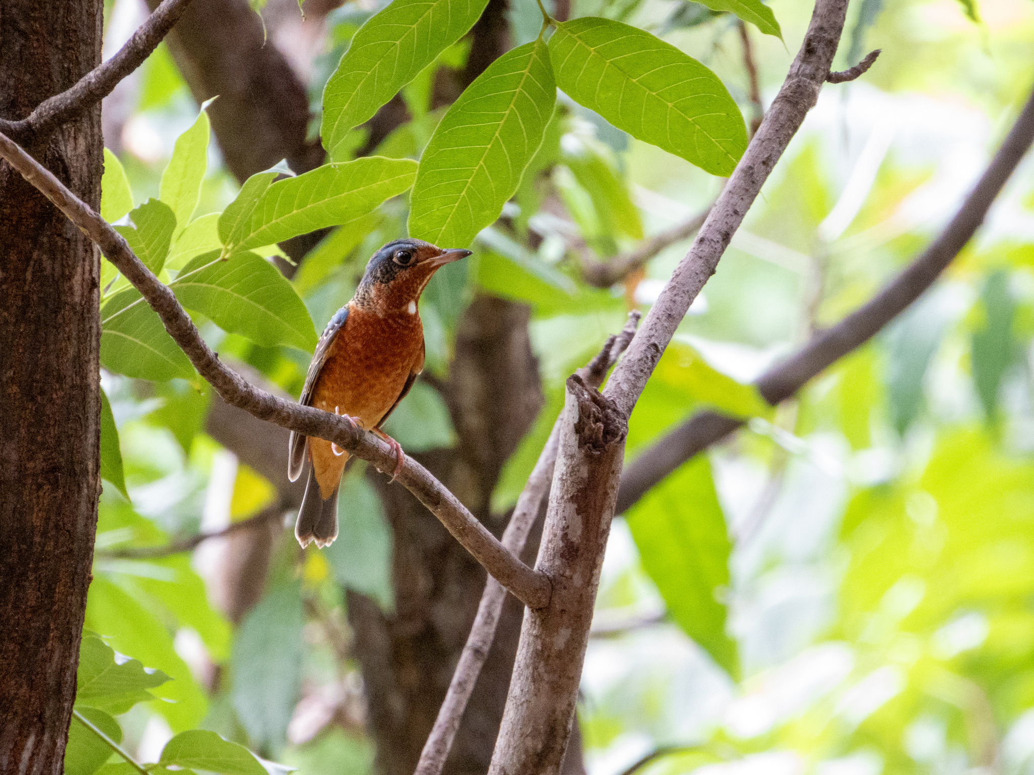 White-throated Rock Thrush (Monticola gularis), photo 6