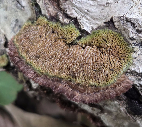 Trichaptum byssogenum