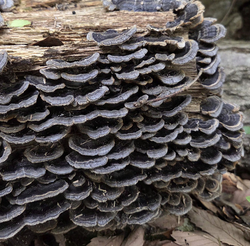 Trametes versicolor
