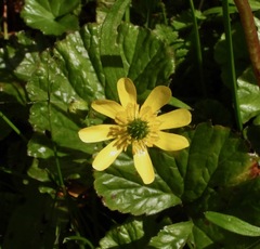 Ranunculus peduncularis
