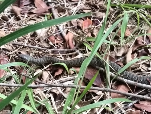 Common keelback sighting