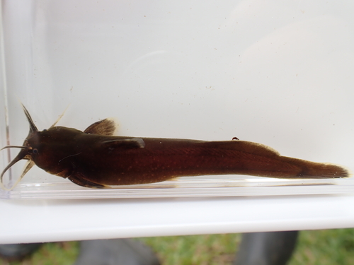 Japanese torrent catfish (Liobagrus reinii) — Amblycipitidae — 5
