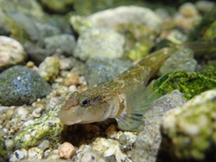 Lizard Goby photo 5