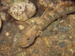 Lizard Goby photo 4