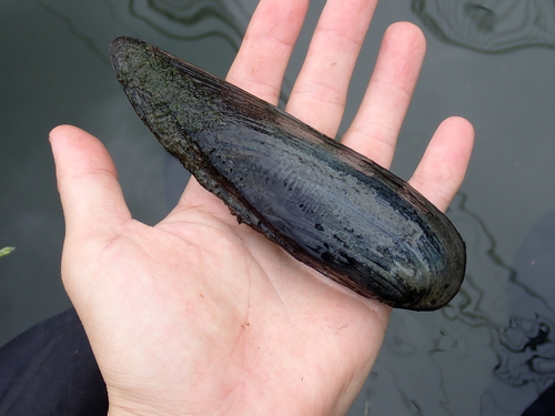 taxonomy_inaturalist image for Lanceolaria oxyrhyncha