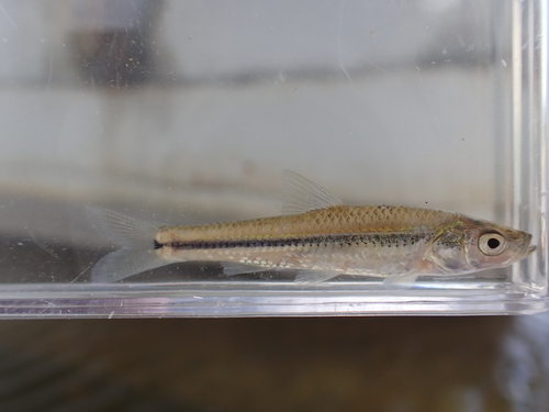 Honmoroko (Gnathopogon caerulescens) — Cyprinidae — 5