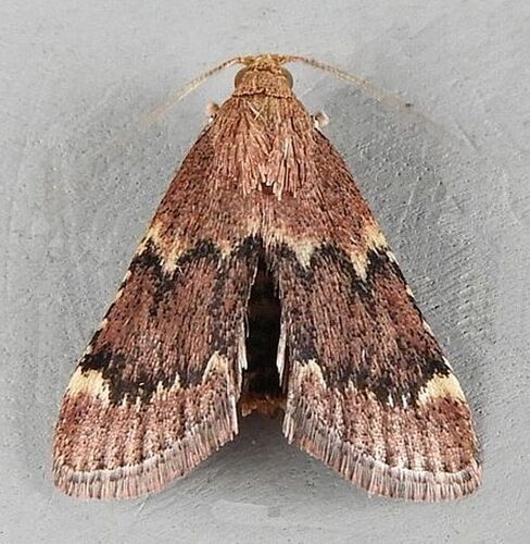 Red-shawled Moth photo 3