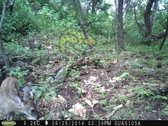Odocoileus virginianus sinaloae