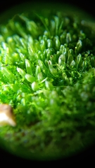 Calypogeiaceae