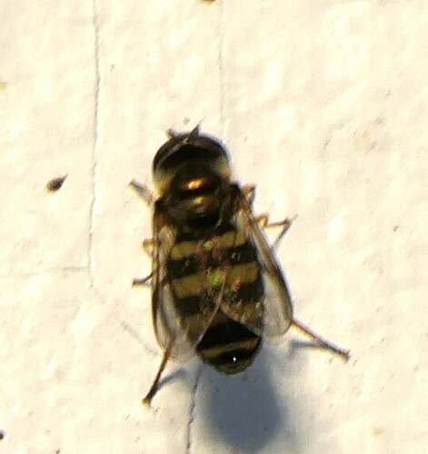 Unknown species found near Evanston, IL, USA