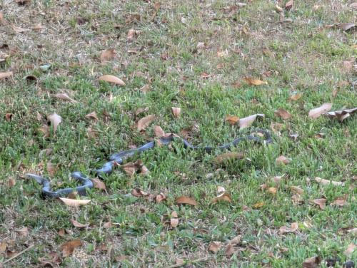 Eastern Brown Snake sighting