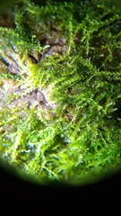 Calypogeiaceae