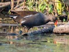 Gallinula chloropus meridionalis