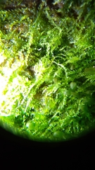 Calypogeiaceae