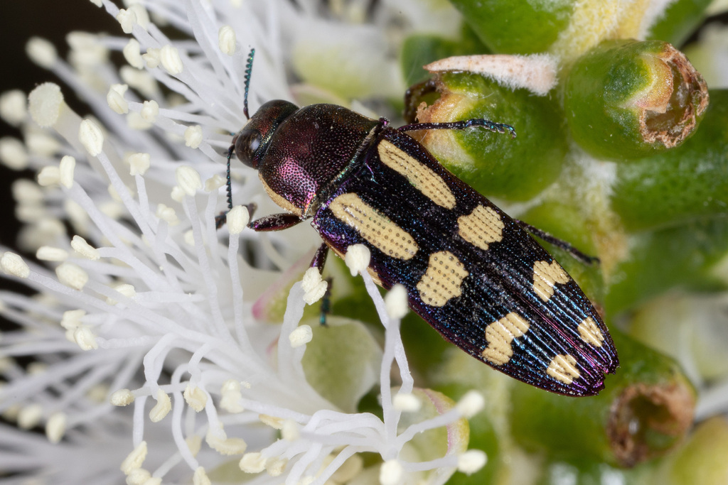 Castiarina picta