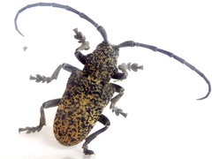 Phryneta spinator
