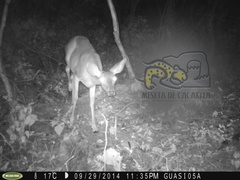 Odocoileus virginianus sinaloae