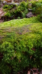 Calypogeiaceae