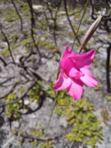 Gladiolus ornatus, photograph 4