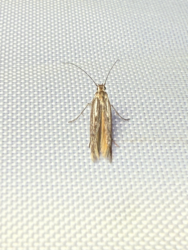 Neoscythris fissirostris photo 2