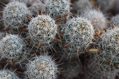 Mammillaria capensis