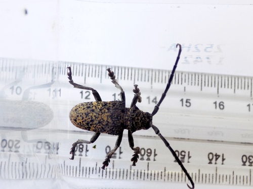 Figtree Longhorn