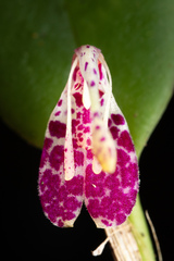 Restrepia muscifera