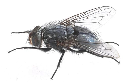 Calliphora latifrons photo 5