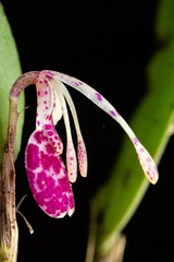 Restrepia muscifera, photograph (c) Daniel Mesa, some rights reserved (CC BY)