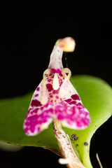 Restrepia muscifera, photograph (c) Daniel Mesa, some rights reserved (CC BY)