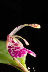 Restrepia muscifera, photograph (c) Daniel Mesa, some rights reserved (CC BY)