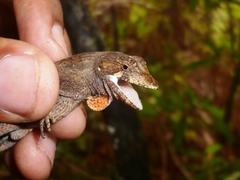 Anolis caceresae