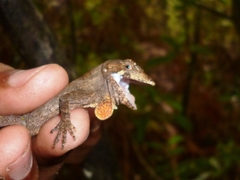 Anolis caceresae