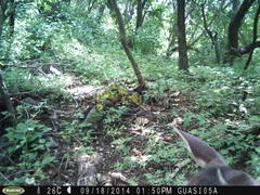 Odocoileus virginianus sinaloae